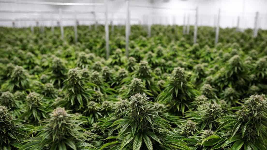 Proyecto HortiBloom - Luces LED para cultivo profesional